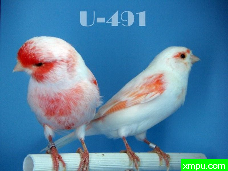 金丝雀--成熟的红玛瑙镶嵌蛋白石---[西班牙]