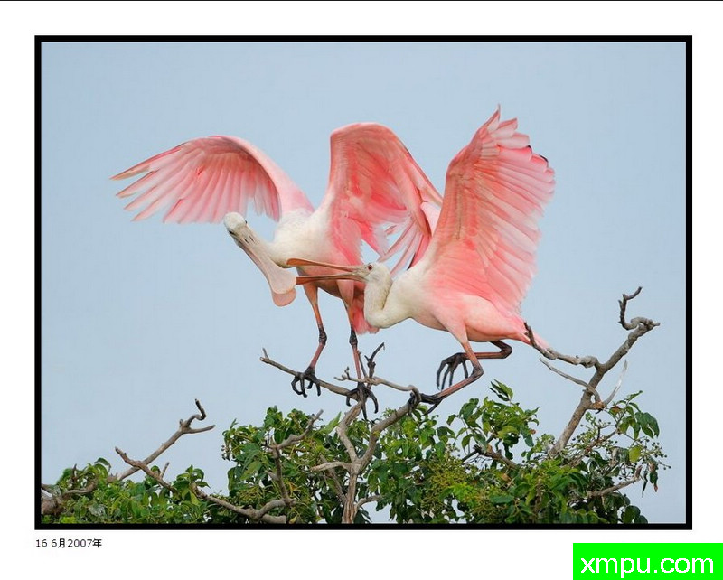 搏击Roseates三照片 - 大卫肖万张照片