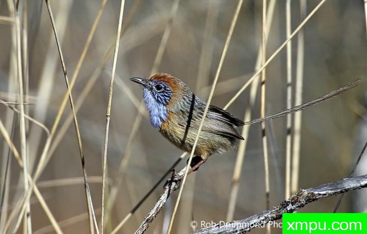 长尾蓝鸟--著名荒野摄影师：罗布德拉蒙德摄影