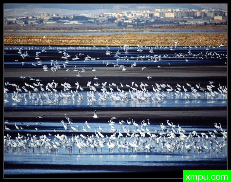 白鹭 拉居纳， 撒丁岛---摄影师： Giangiorgio Crisponi摄影