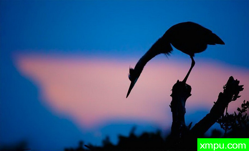 哎-看不清---著名摄影师：罗尔夫Hicker。自然摄影[美国]