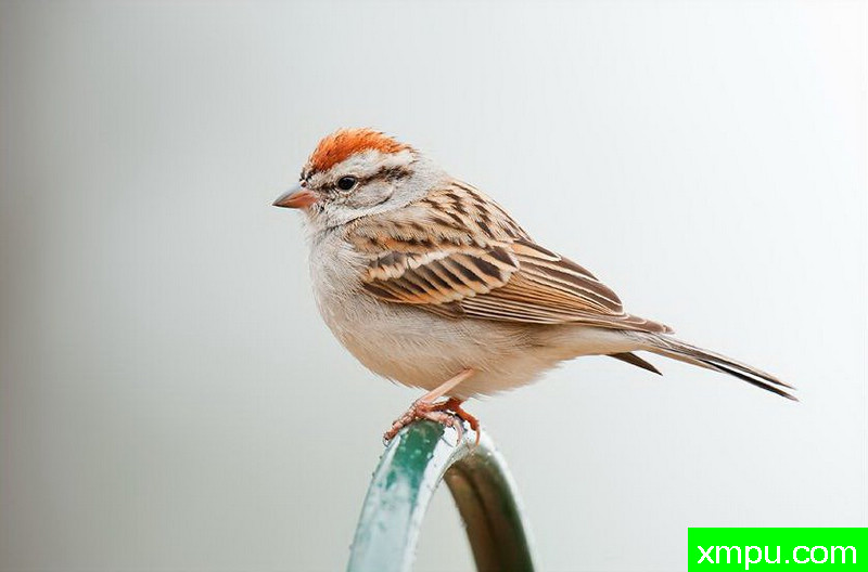 红顶麻雀--著名摄影师：大卫考特尼摄影