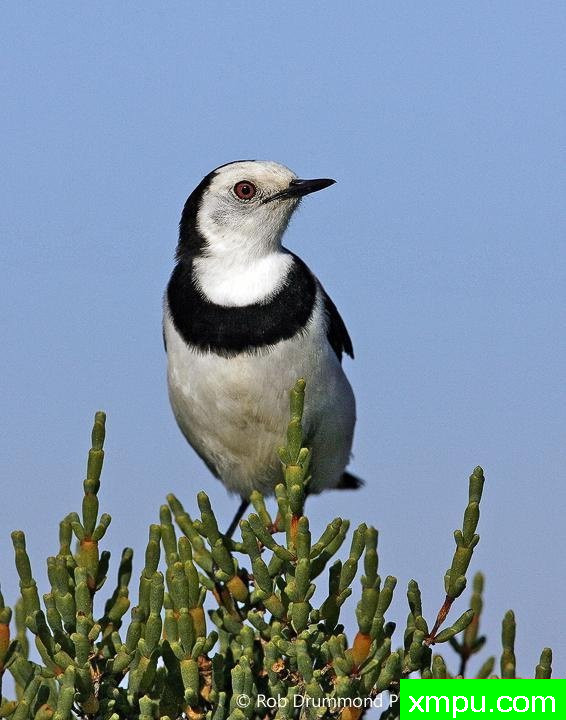 白额聊天鸟--著名荒野摄影师：罗布德拉蒙德摄影