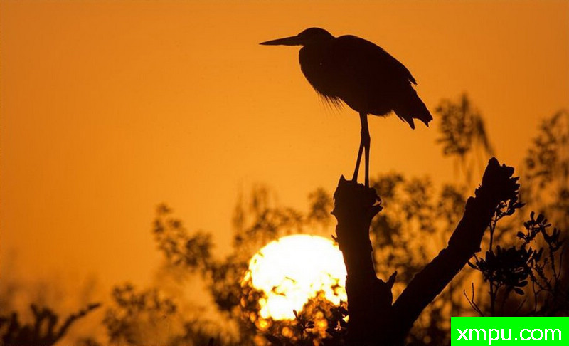 晨影---著名摄影师：罗尔夫Hicker。自然摄影[美国]