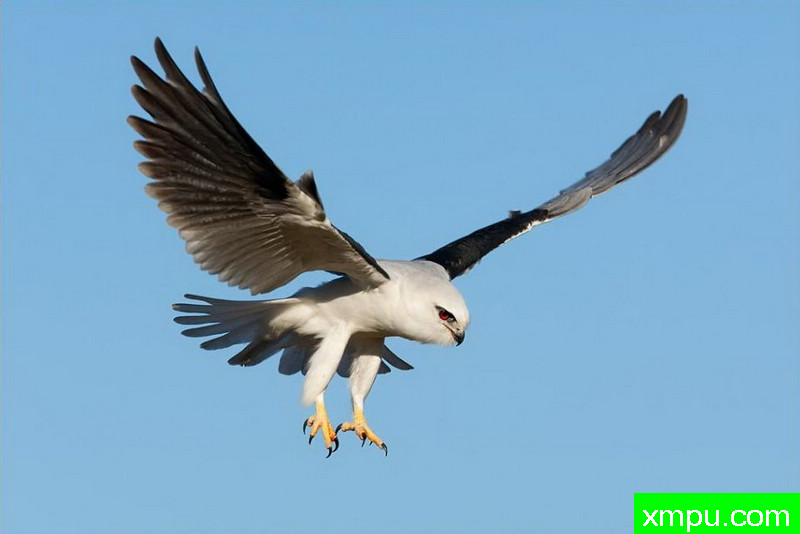 黑肩鸢03[澳大利亚]---著名荒野摄影师：杰拉德摄影