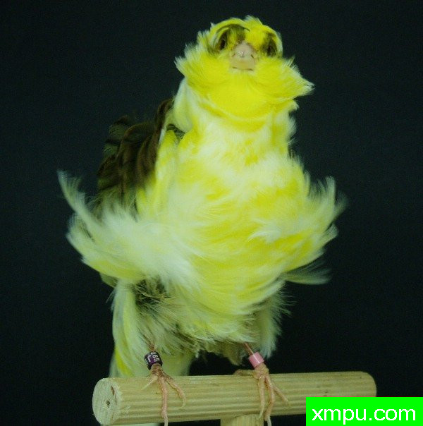 金丝雀--黄花卷毛褶皱翻花---[西班牙]