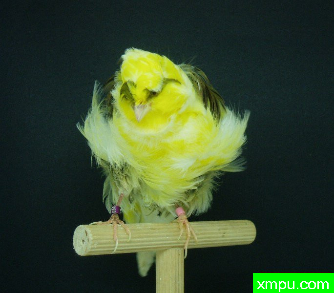 金丝雀--黄花卷毛褶皱翻花---[西班牙]