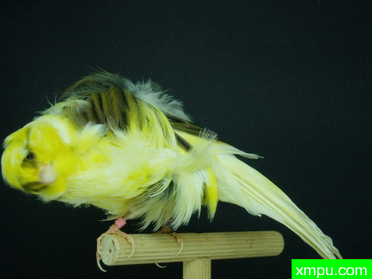 金丝雀--黄花卷毛褶皱翻花---[西班牙]