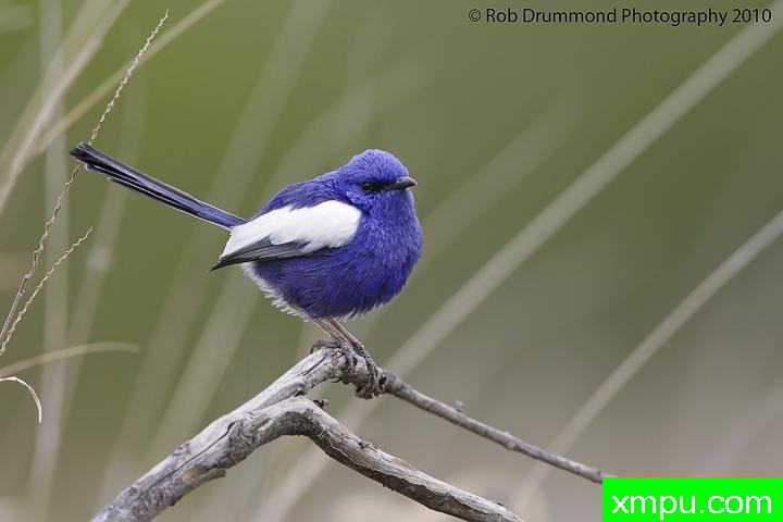 白翅蓝雀[澳大利亚]---著名荒野摄影师：奥弗利维摄影