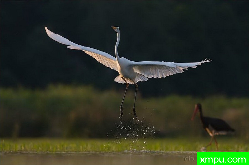 大白鹭[鹭阿尔巴]--著名荒野摄影师：克里斯托弗Sztaba 摄影