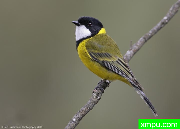 白喉金惠斯勒雀--著名荒野摄影师：奥弗利维摄影