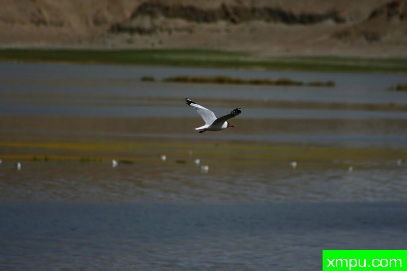 高原鸥[班公措]--著名摄影师：流浪摄影