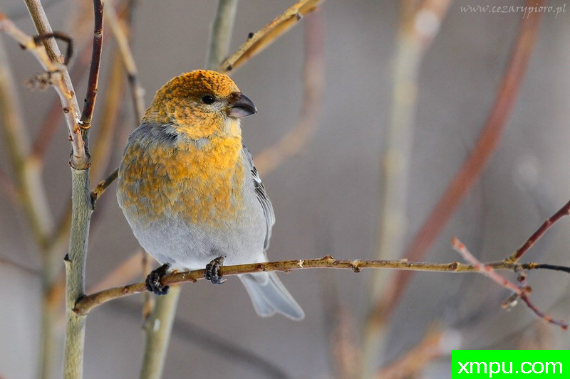 穿山甲（pinicola enucleator）---著名摄影师：Cezar摄影