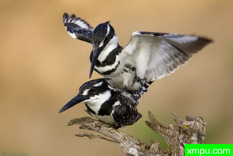 翠鸟色情---著名荒野摄影师：杰拉德摄影