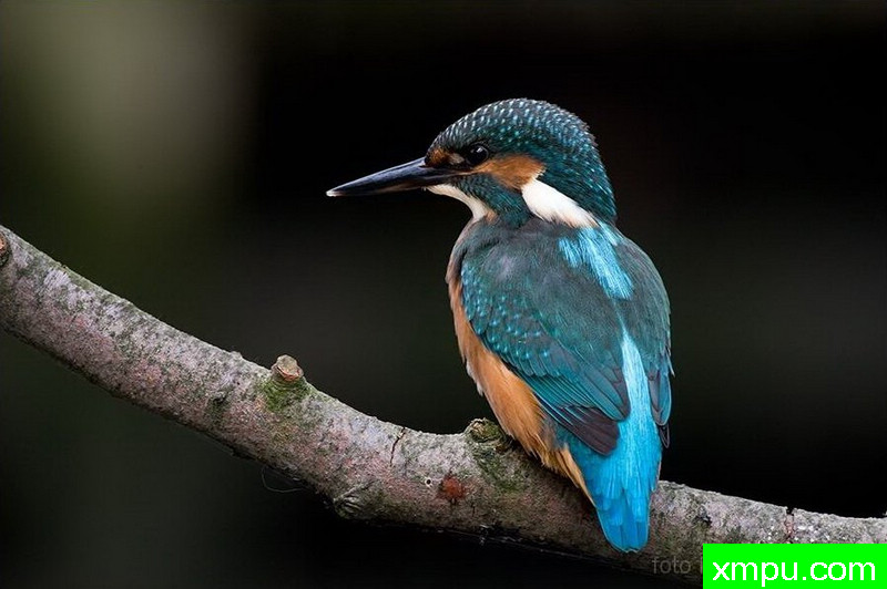 翠鸟Alcedo翠鸟 ---著名荒野摄影师：克里斯托弗Sztaba 摄影