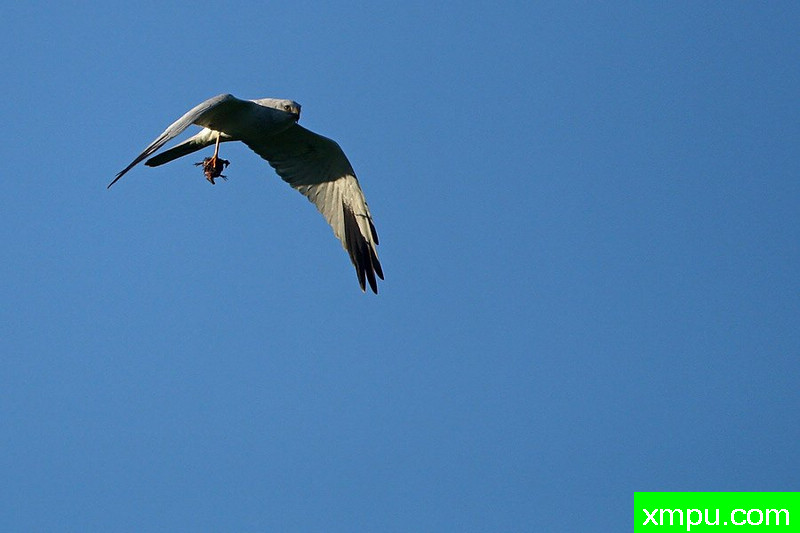 草原鹞（马戏macrourus）---著名摄影师：Cezar摄影