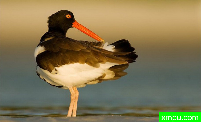 打扮一下---著名摄影师：罗尔夫Hicker。自然摄影[美国]