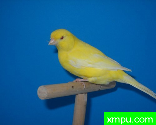 金丝雀--红外天文卫星1--摄影师：莱斯derniers德摄影[法国]