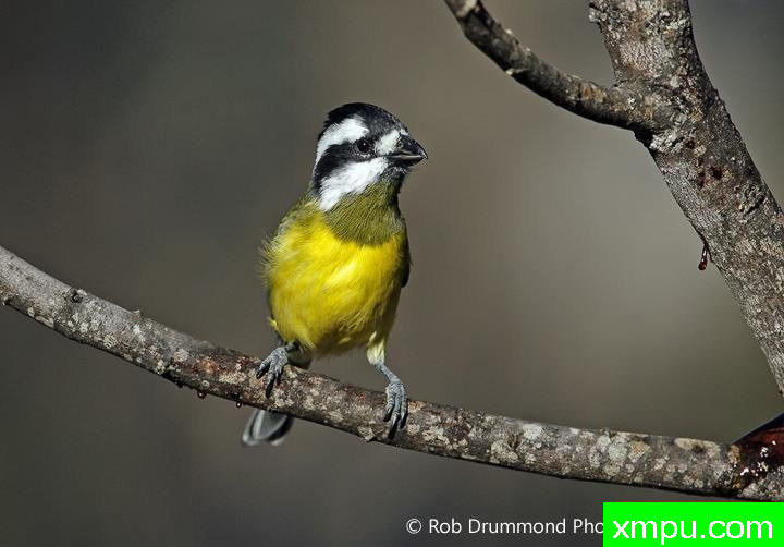 凤头翠海鸟[澳大利亚]--著名荒野摄影师：罗布德拉蒙德摄影