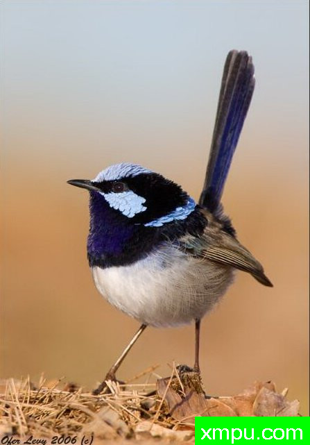 蓝喉雀---著名荒野摄影师：奥弗利维摄影