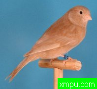 金丝雀2011---流行的色彩[打开音箱-配曲自动播放][三]