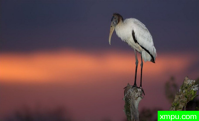 考虑---著名摄影师：罗尔夫Hicker。自然摄影[美国]