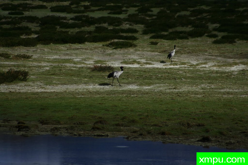灰鹤[獅泉河]--著名荒野摄影师：流浪摄影