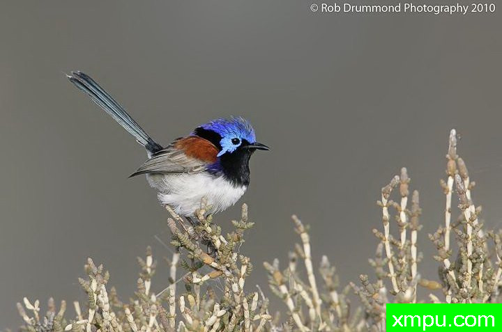 昆士兰蓝头雀[澳大利亚]--著名荒野摄影师：奥弗利维摄影