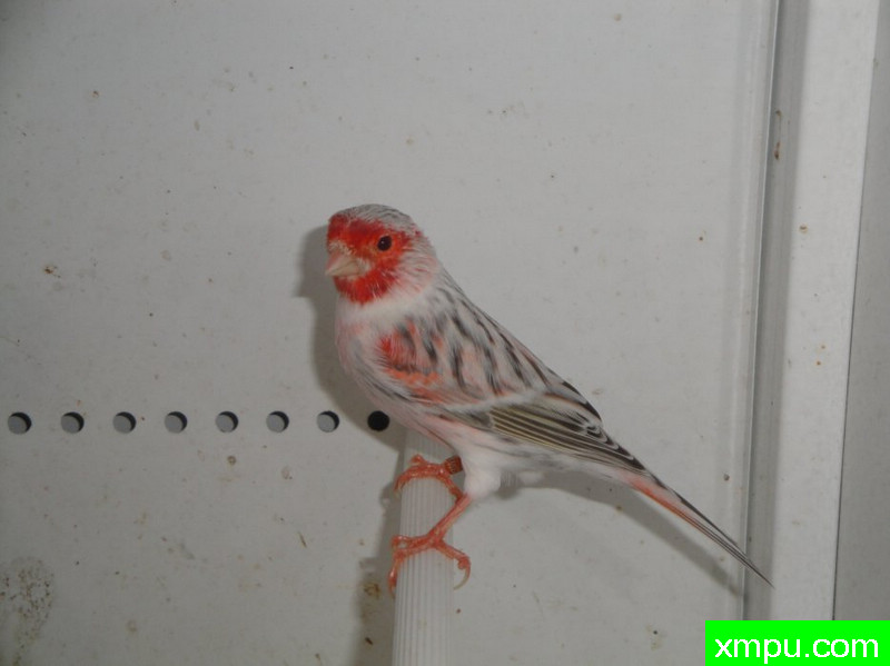 金丝雀-红面玛瑙---著名摄影师：mapassion593112摄影