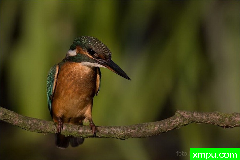 翠鸟Alcedo翠鸟） ---著名荒野摄影师：克里斯托弗Sztaba 摄影