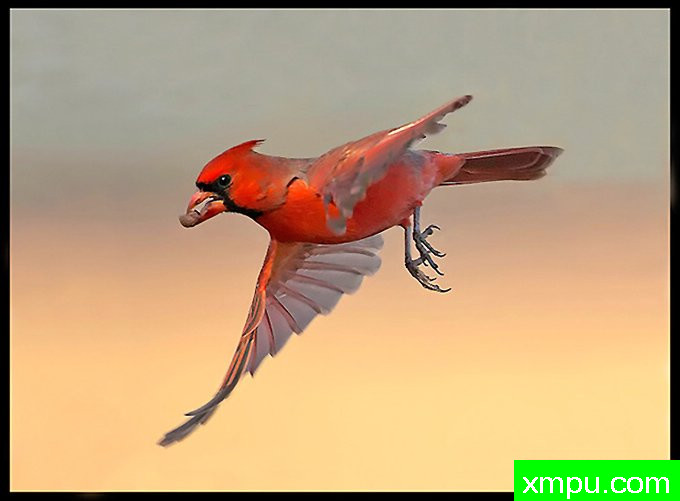 北方男红衣主教--摄影师：大卫亨明斯摄影