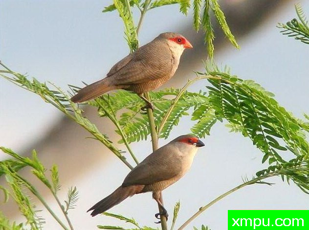 红眉灰雀【非洲】