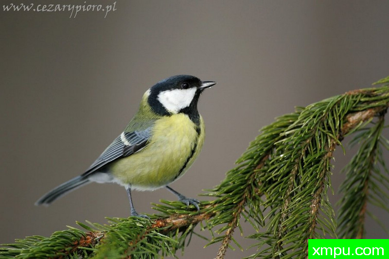 大山雀---著名摄影师：Cezar摄影