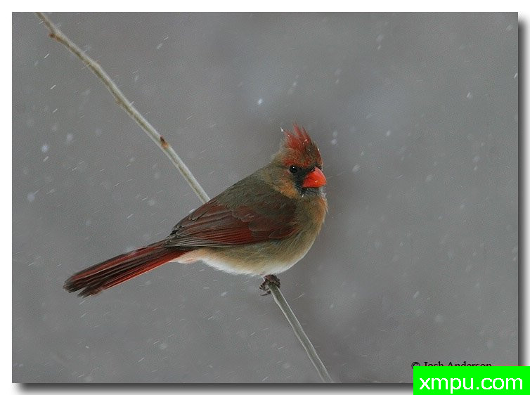 北红衣主教Cardinal8261res