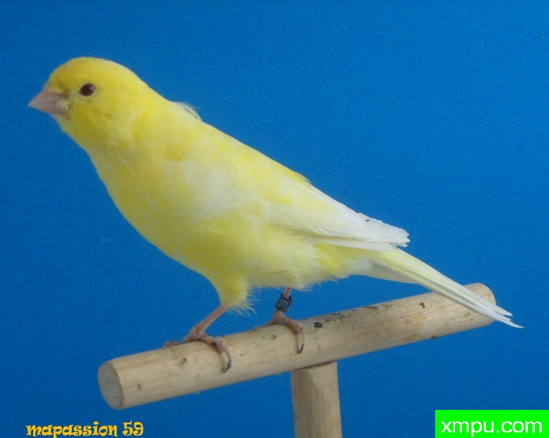 金丝雀-男性lutino jaune希米尔bague --著名摄影师：mapassion59