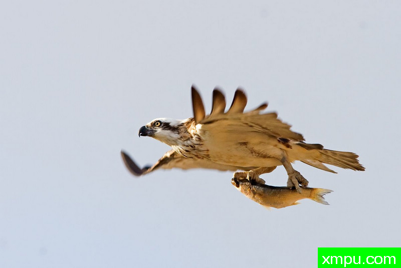 鱼鹰---摄影培育师：雅高思Lumnitzer 摄影[美国]