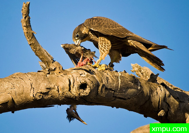 悲惨的绿色苍鹭-- 荒野摄影师：蒙斯廷内特摄影