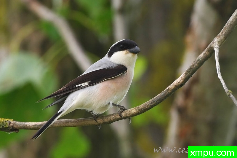 伯劳（伯劳未成年人）---著名摄影师：Cezar摄影