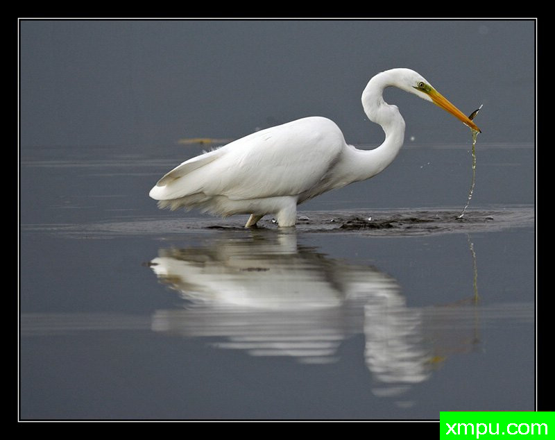 大白鹭[撒丁岛] ---摄影师： Giangiorgio Crisponi摄影