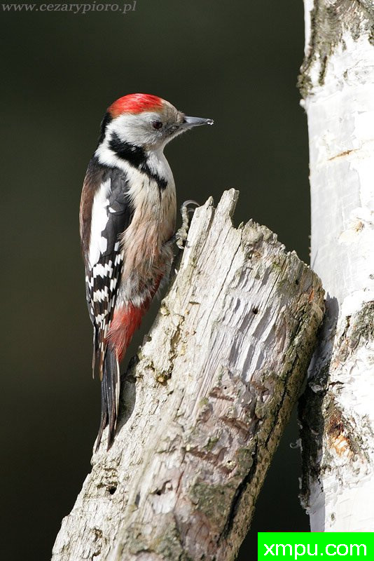 啄木鸟---著名摄影师：Cezar摄影