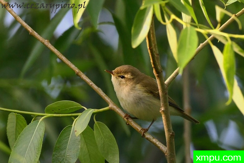 Wojcik（Phylloscopus trochiloides）---著名摄影师：Cezar摄影