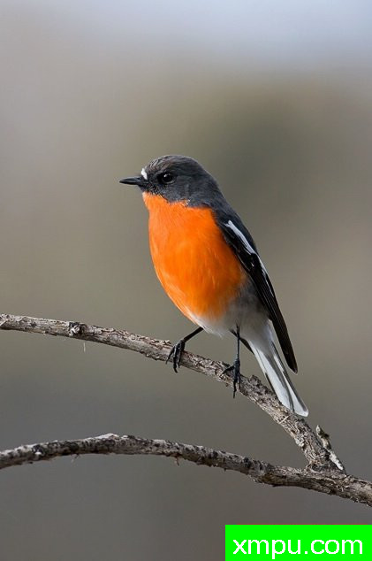 火焰鸟--摄影师：西蒙班尼特摄影