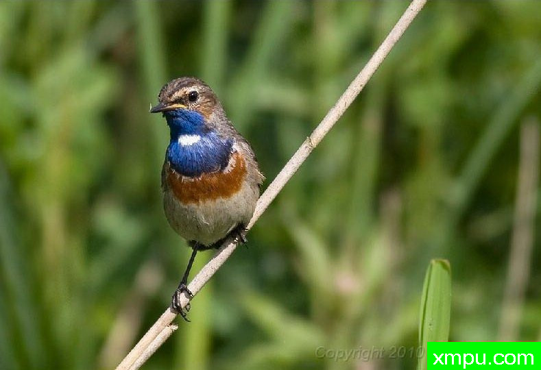 蓝点颏08--著名自然摄影师：菲利普Mineur [法国]