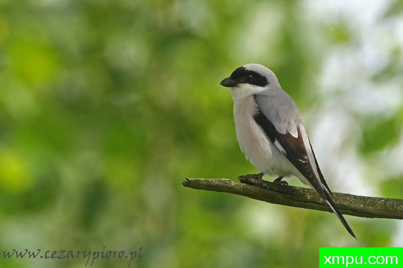 伯劳（伯劳未成年---著名摄影师：Cezar摄影