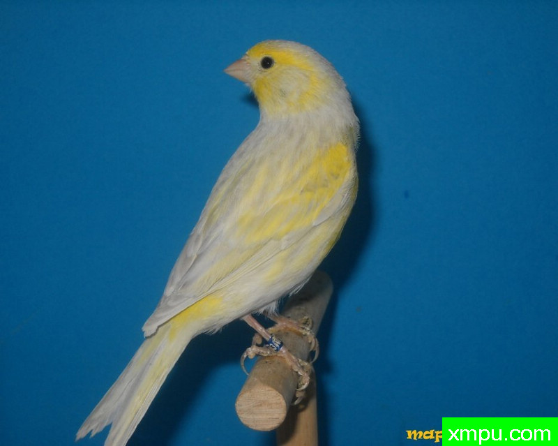 金丝雀- femelle玛瑙opale jaune希米尔---著名摄影师：mapassion