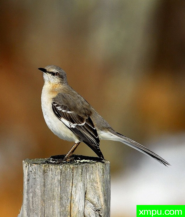 八哥 --摄影师：彼得伊瓦诺斯基摄影