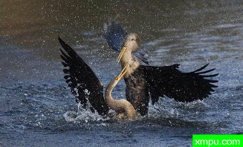 水战---著名摄影师：罗尔夫Hicker。自然摄影[美国]