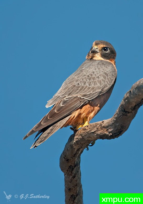 澳大利亚的业余爱好---著名荒野摄影师：杰拉德摄影