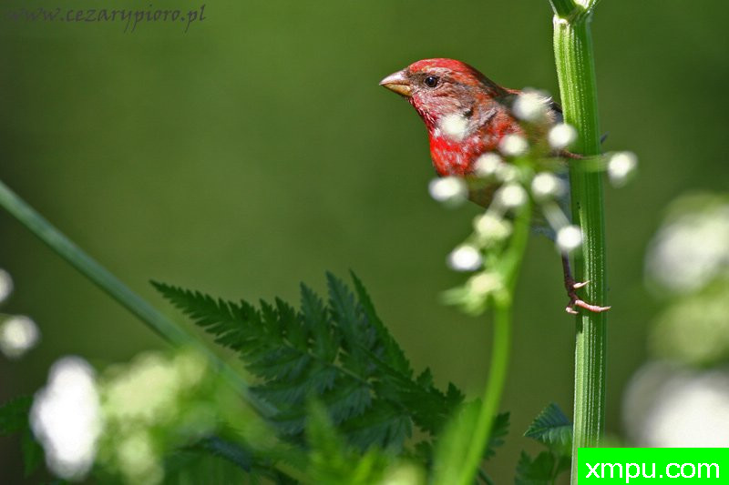 芬奇（朱雀erythrinus）---著名摄影师：Cezar摄影