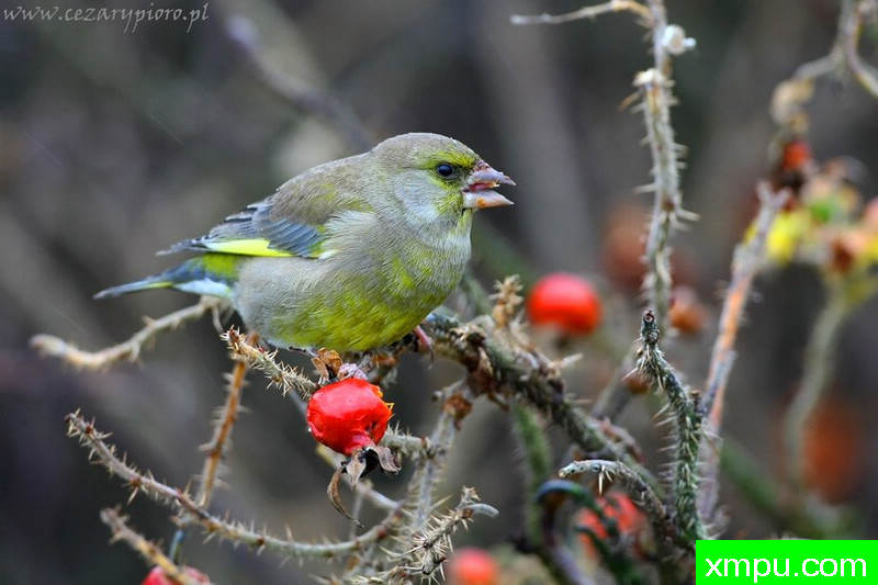 格林芬奇（黄雀克洛里斯）---著名摄影师：Cezar摄影